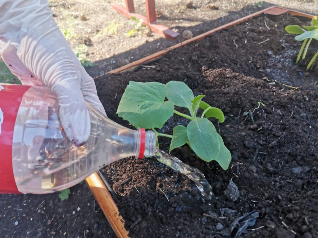 Podlewanie sadzonki ogórka