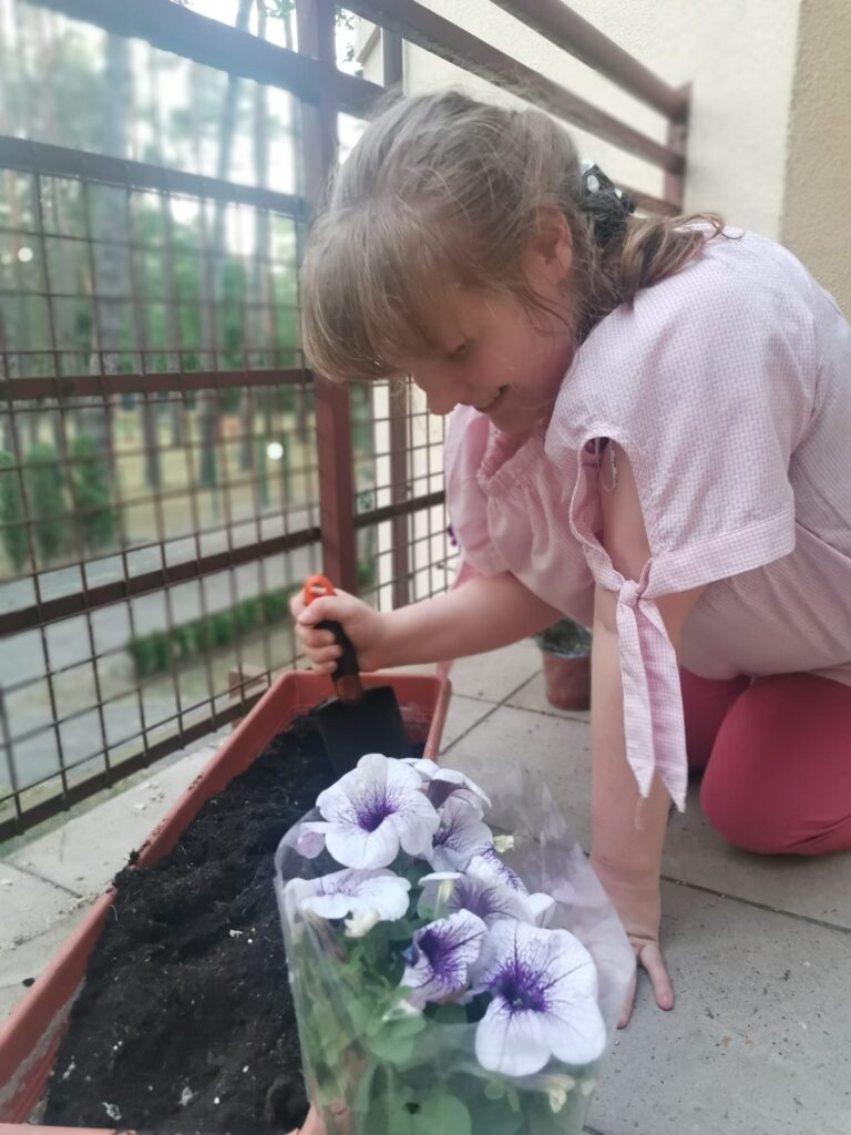 Polina w trakcie sadzenia sadzonek petunii do skrzynek na tarasie