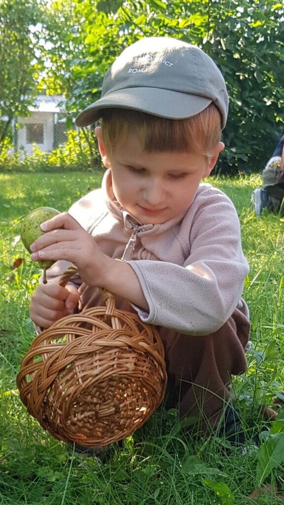 Chłopiec z koszykiem podnosi z trawy gruszkę.