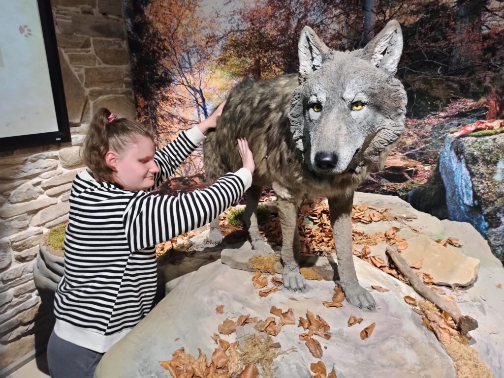 Sandra bada dotykiem oddychającego  wilka