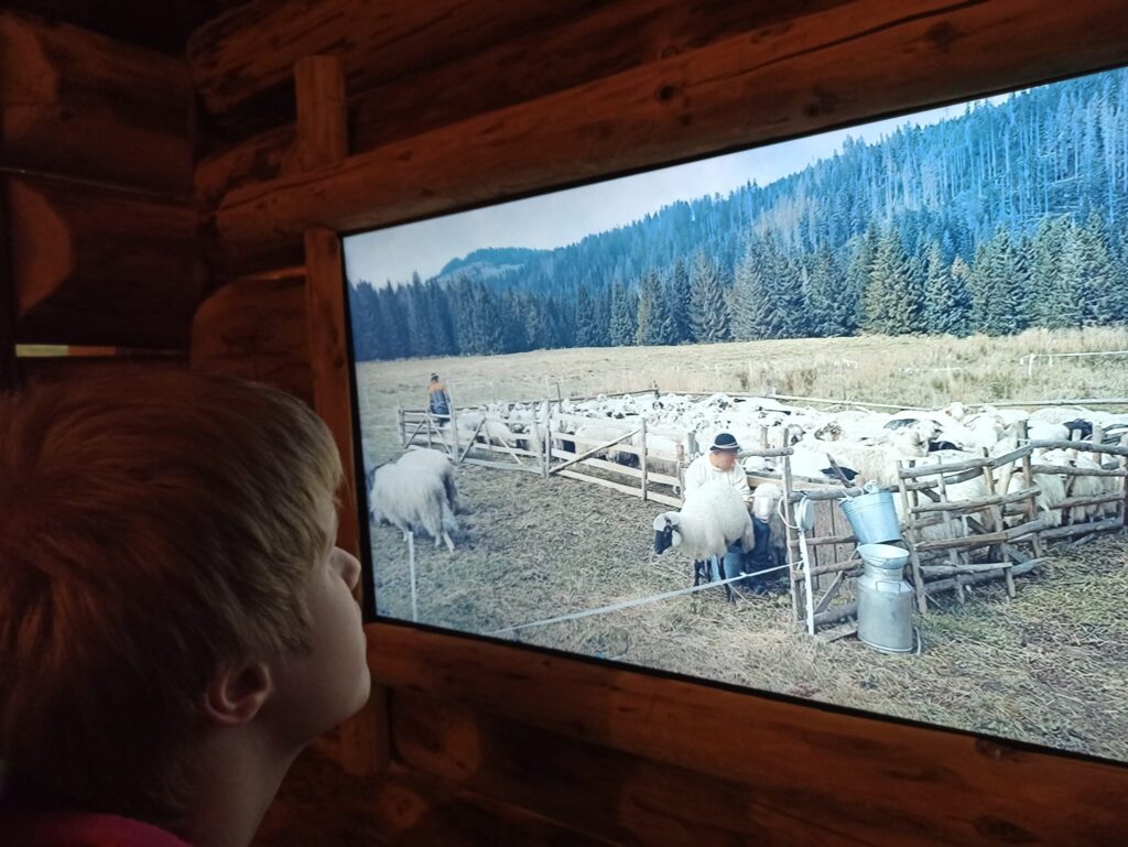 Wiktoria ogląda wypas owiec w pobliżu baca, który doi owce