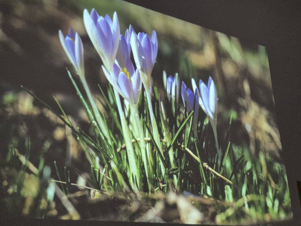 Zdjęcie z filmu na którym widać fioletowe krokusy