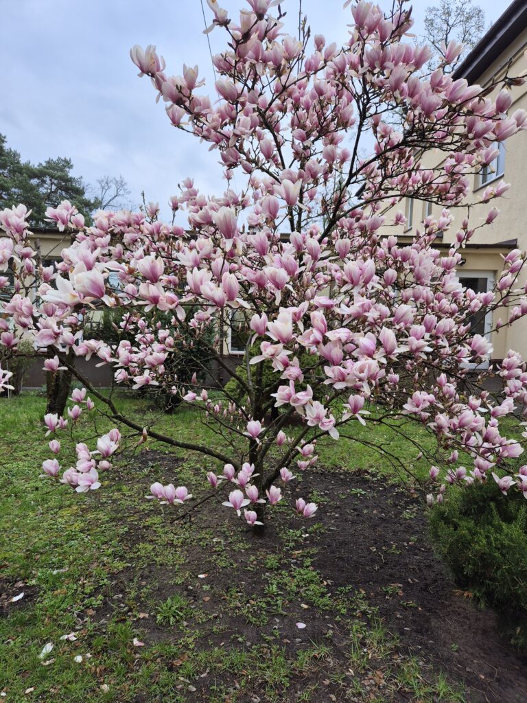 Drzewo magnolii przed Internatem, obsypane kwiatami w kolorze różowym.