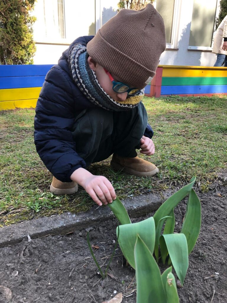 Chłopiec ogląda liście tulipana.