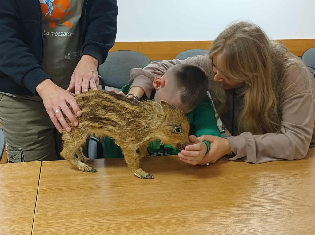 uczeń ogląda dzika