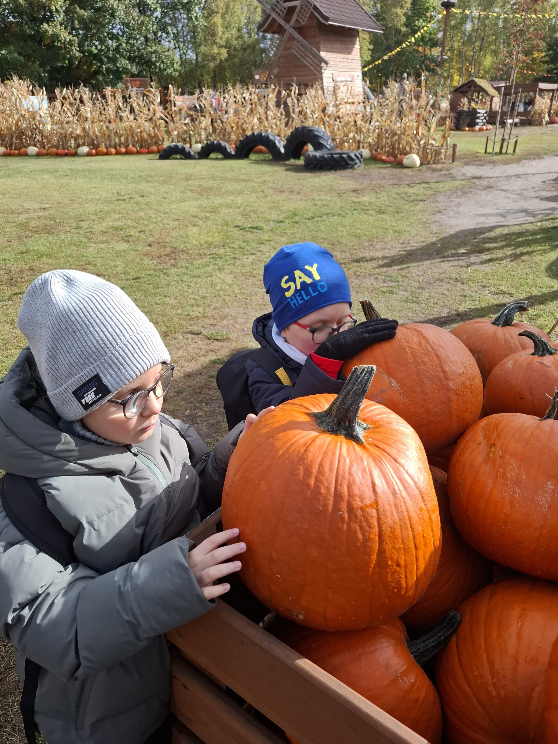 Chłopcy oglądają duże okazy dyń