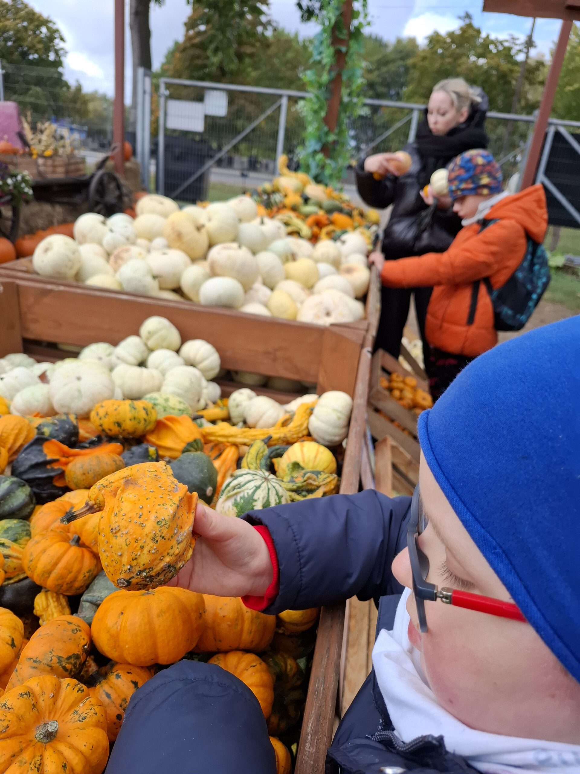 Chłopiec ogląda małe ozdobne dynie
