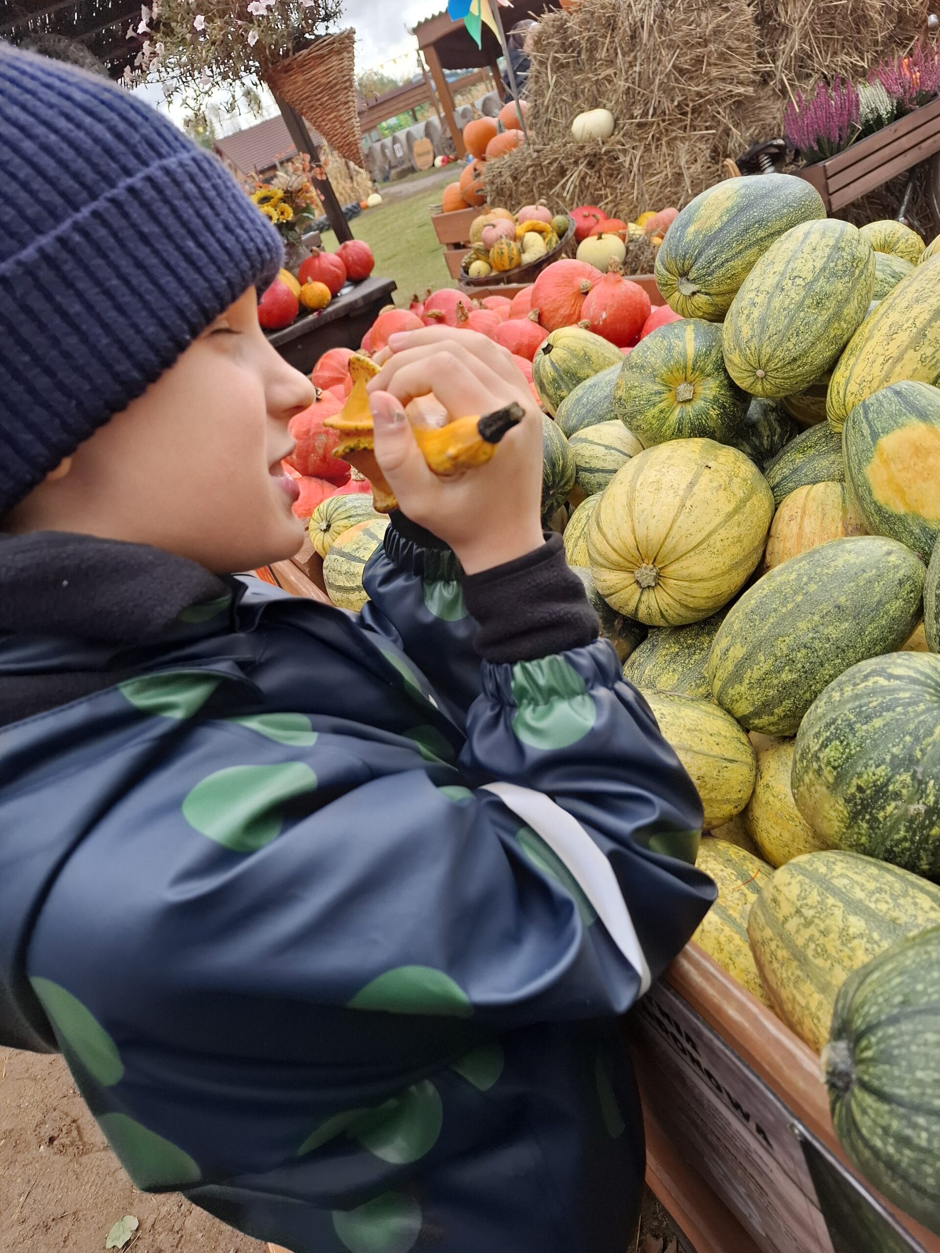 Uczeń ogląda ozdobne dynie