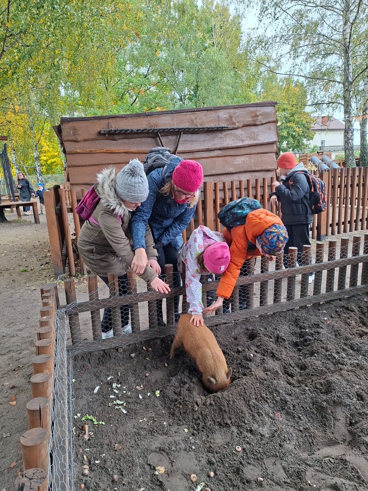 Oglądanie świnki wietnamskiej