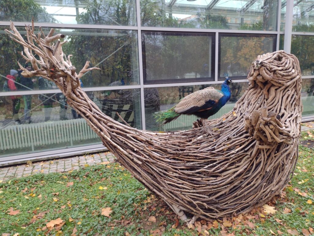 Na pierwszym planie widoczny jest kolorowy paw stojący na dużej, organicznej rzeźbie wykonanej z plecionych gałęzi i patyków, która przypomina stylizowany kształt zwierzęcia lub łodzi. Tło stanowi przeszklona fasada budynku, a cała scena rozgrywa się na trawiastym terenie pokrytym jesiennymi liśćmi.
