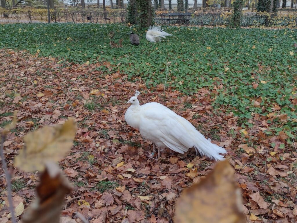 Na pierwszym planie, na ziemi usłanej brązowymi, jesiennymi liśćmi, stoi duży, biały paw zwrócony w stronę widza. W tle widać fragment trawnika pokrytego zielonym bluszczem, a na nim znajdują się dwa inne pawie, w tym jeden również biały, co sugeruje, że zdjęcie zostało zrobione w parku lub ogrodzie.