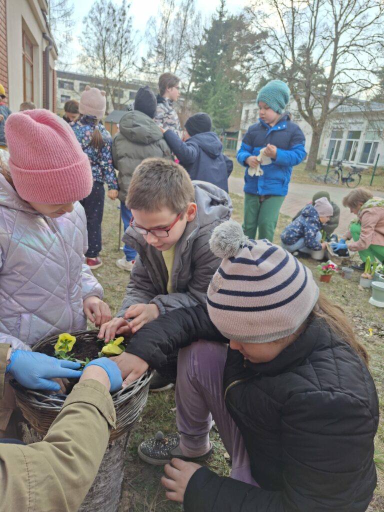 Czworo uczniów sadzi bratki