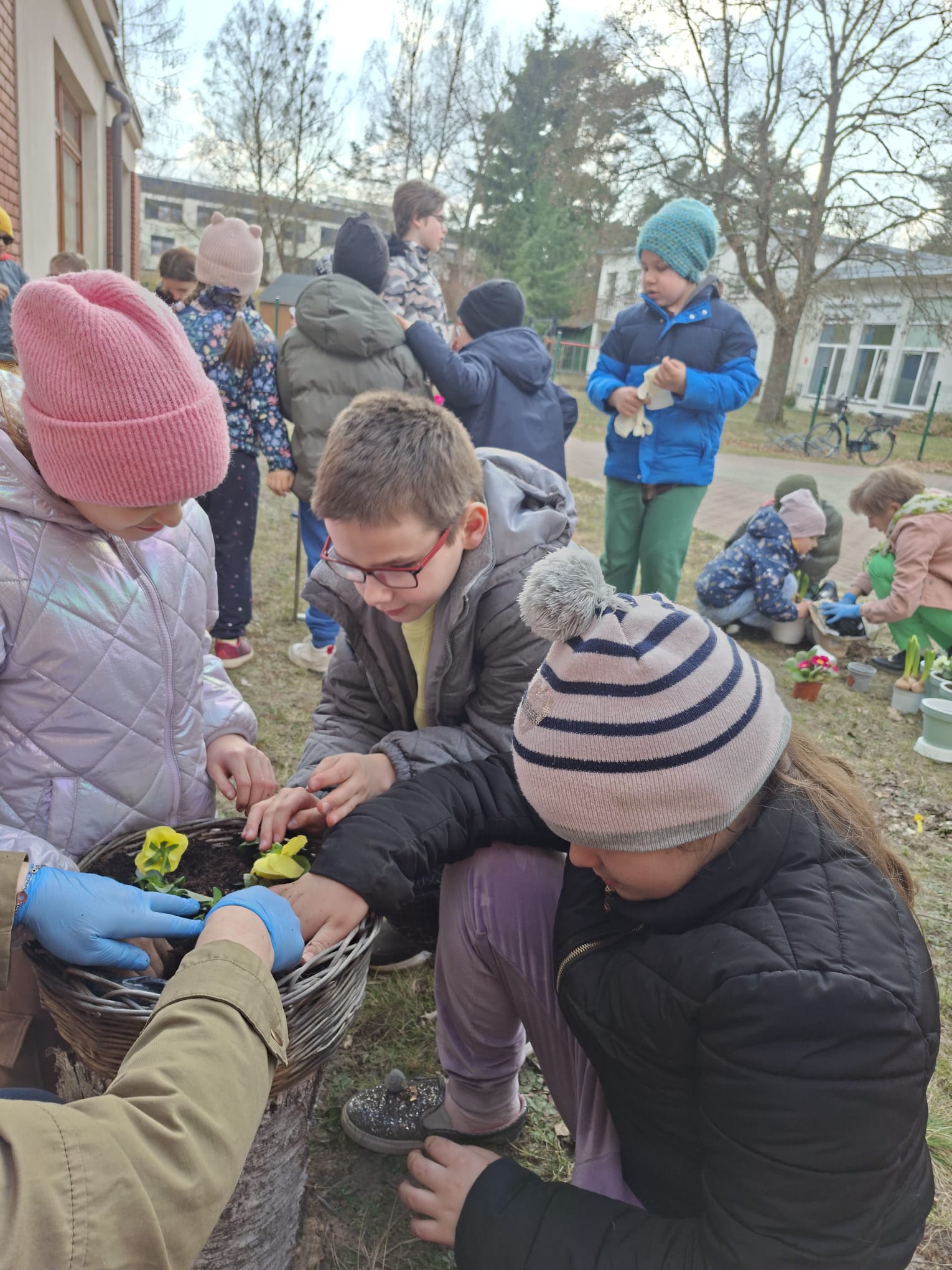 Czworo uczniów sadzi bratki