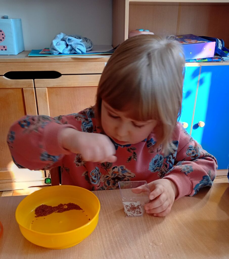 Dziewczynka nasypuje nasionka na watę znajdującą się w małym pojemniku.