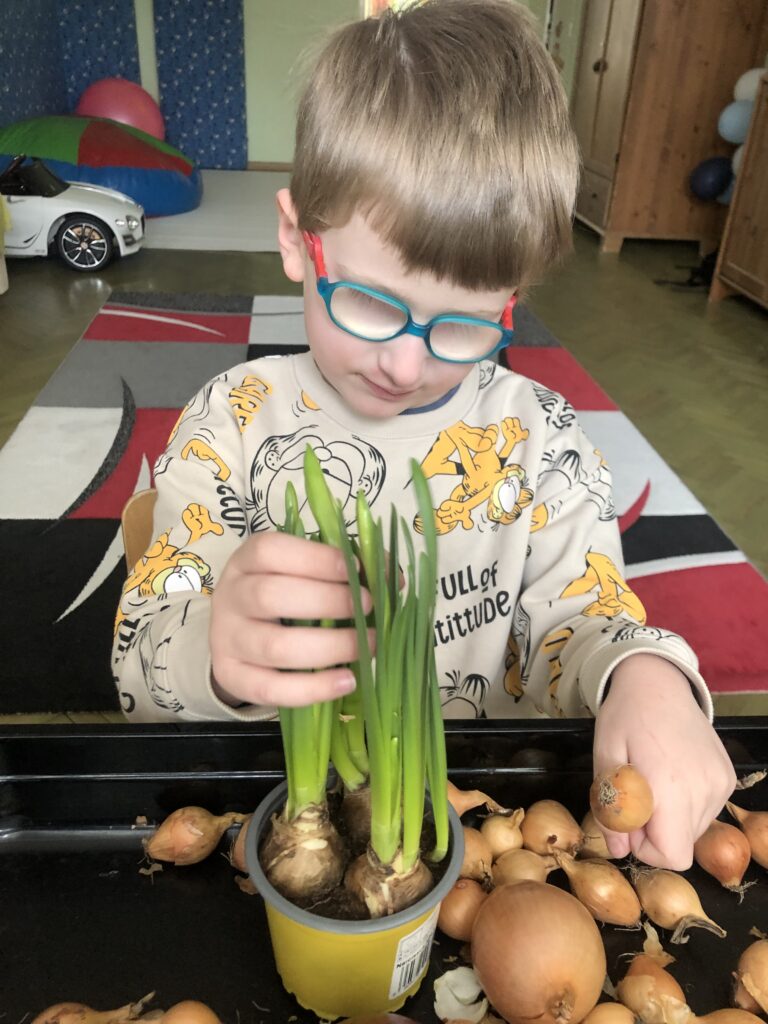 Chłopiec ogląda liście kwiatka wyrastające z cebulek. Obok leżą na tacy liczne cebulki różnych rozmiarów. 