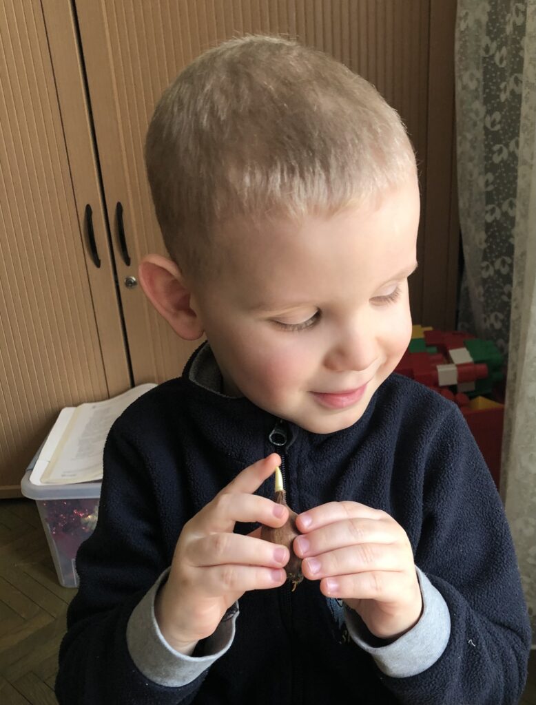 Uśmiechnięty chłopiec ogląda kiełkującą cebulkę. 