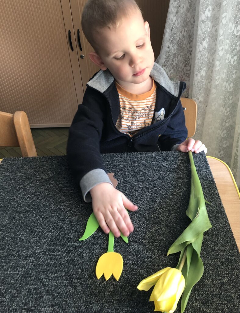 Chłopiec dotyka piankowego modelu tulipana, obok leży prawdziwy tulipan.