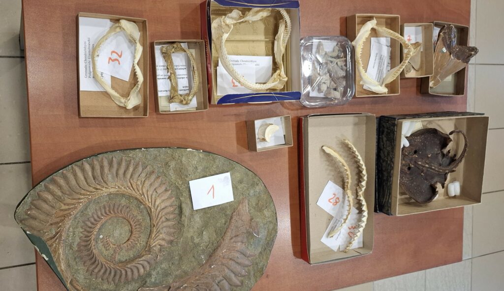 Na stole prezentowana jest imponująca kolekcja eksponatów z wiosennego spotkania przyrodniczego, obejmująca różnorodne szczęki rekinów, zasuszoną płaszczkę oraz unikatowe skamieniałości, w tym spektakularną spiralę zębów prehistorycznego helikopriona.