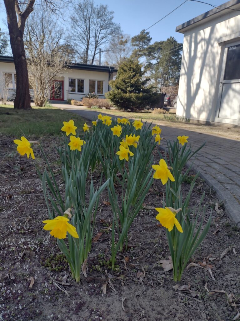Kwitnące wzdłuż alejki żonkile tworzą kolejne „Pole nadziei”, które poprzez zaangażowanie uczniów w kampanię charytatywną przypomina o idei bezinteresownej pomocy i solidarności z chorymi.