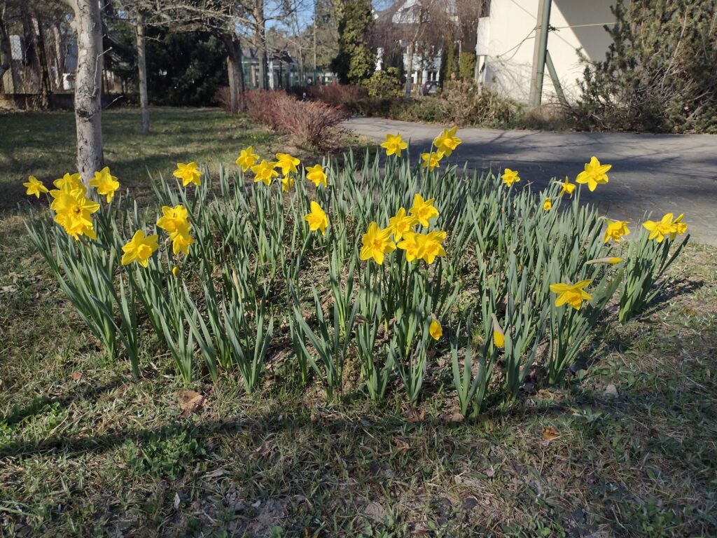 Kwitnące wzdłuż alejki żonkile tworzą kolejne „Pole nadziei”, które poprzez zaangażowanie uczniów w kampanię charytatywną przypomina o idei bezinteresownej pomocy i solidarności z chorymi.