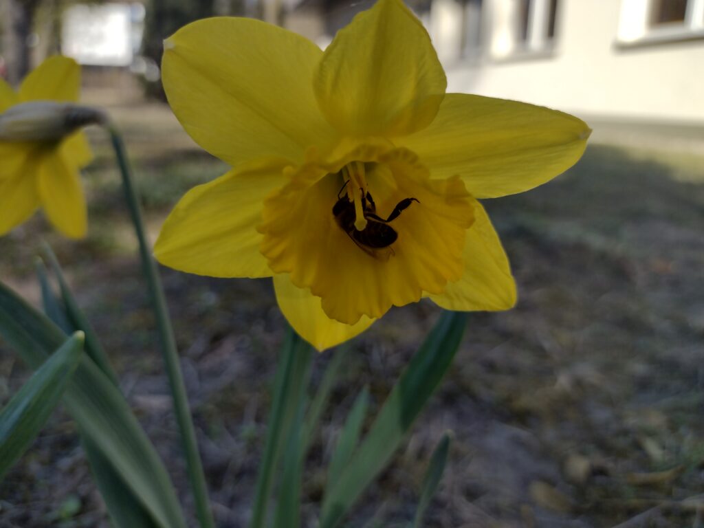 Zbliżenie na pojedynczego żonkila wraz z owadem w keilichu ukazuje go jako piękny symbol nadziei, który w ramach akcji „Pola nadziei” przypomina o potrzebie niesienia pomocy i solidarności z osobami cierpiącymi.