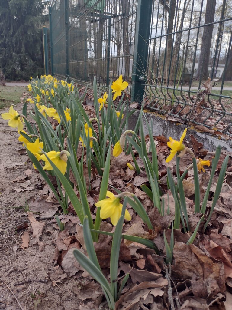 Rząd żółtych żonkili rosnących wzdłuż ogrodzenia szkolnego to kolejne „Pole nadziei”, które poprzez udział uczniów w akcji charytatywnej promuje ideę bezinteresownej pomocy osobom nieuleczalnie chorym.
