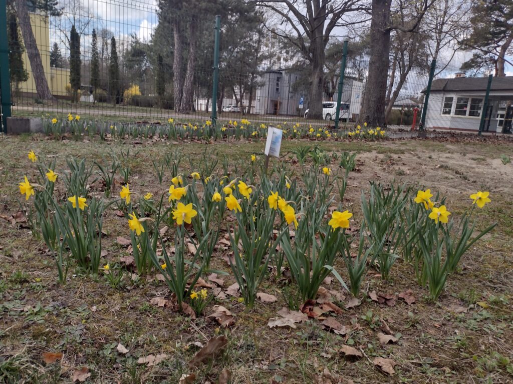 Zdjęcie przedstawia kwitnące w ogrodzie szkolnym żółte żonkile, które jako element kampanii „Pola nadziei” symbolizują solidarność z osobami chorymi i przypominają o idei niesienia pomocy.