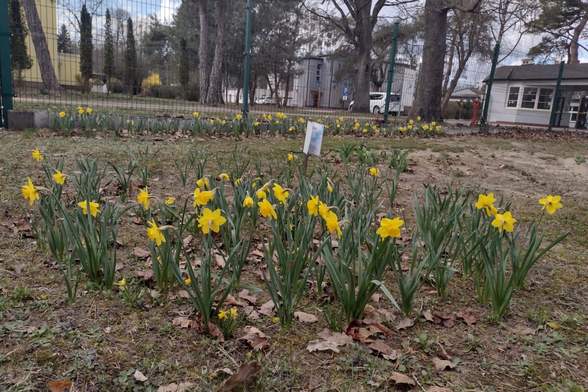 Zdjęcie przedstawia kwitnące w ogrodzie szkolnym żółte żonkile, które jako element kampanii „Pola nadziei” symbolizują solidarność z osobami chorymi i przypominają o idei niesienia pomocy.
