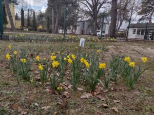 Zdjęcie przedstawia kwitnące w ogrodzie szkolnym żółte żonkile, które jako element kampanii „Pola nadziei” symbolizują solidarność z osobami chorymi i przypominają o idei niesienia pomocy.