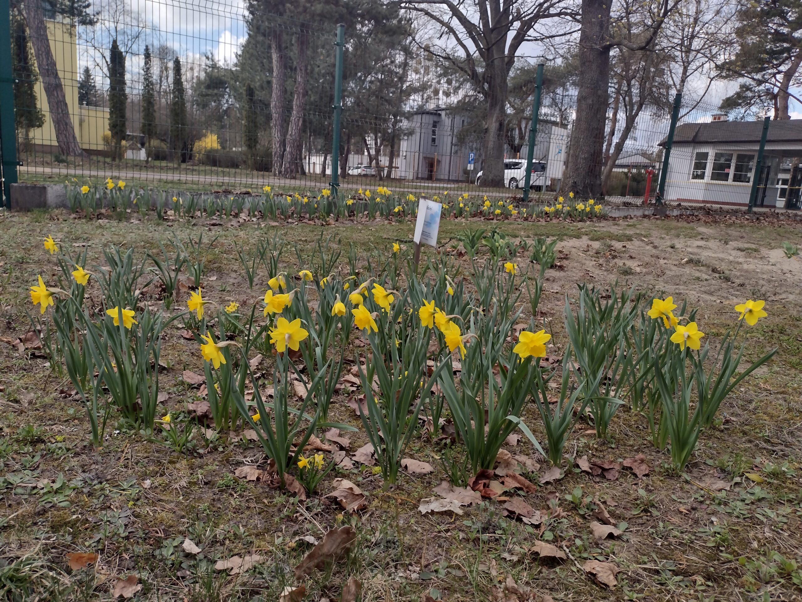 Zdjęcie przedstawia kwitnące w ogrodzie szkolnym żółte żonkile, które jako element kampanii „Pola nadziei” symbolizują solidarność z osobami chorymi i przypominają o idei niesienia pomocy.