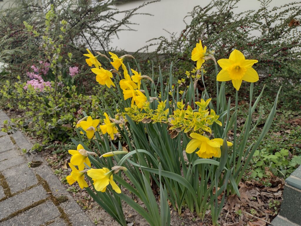 Kolejne skupisko kwitnących żonkili w szkolnym ogrodzie stanowi żywy symbol nadziei i solidarności z osobami objętymi opieką hospicyjną w ramach akcji „Pola nadziei”.