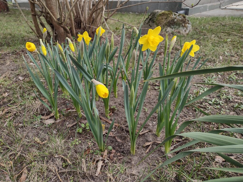 Kolejne skupisko kwitnących żonkili w szkolnym ogrodzie stanowi żywy symbol nadziei i solidarności z osobami objętymi opieką hospicyjną w ramach akcji „Pola nadziei”.