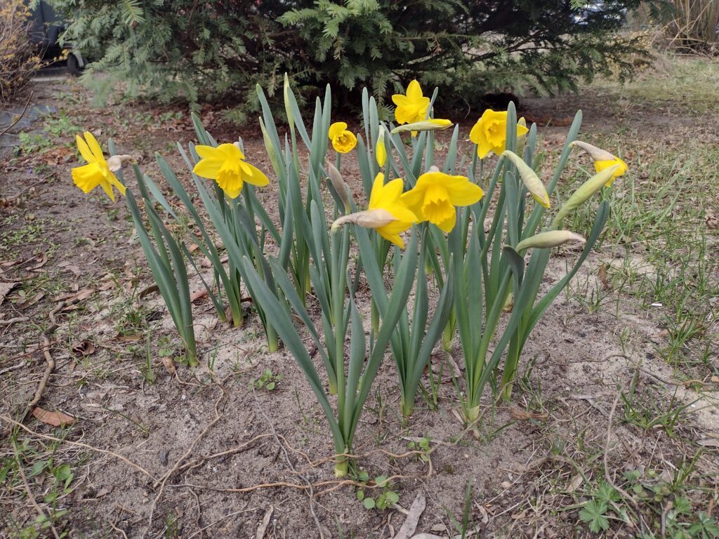 Kolejne skupisko kwitnących żonkili w szkolnym ogrodzie stanowi żywy symbol nadziei i solidarności z osobami objętymi opieką hospicyjną w ramach akcji „Pola nadziei”.