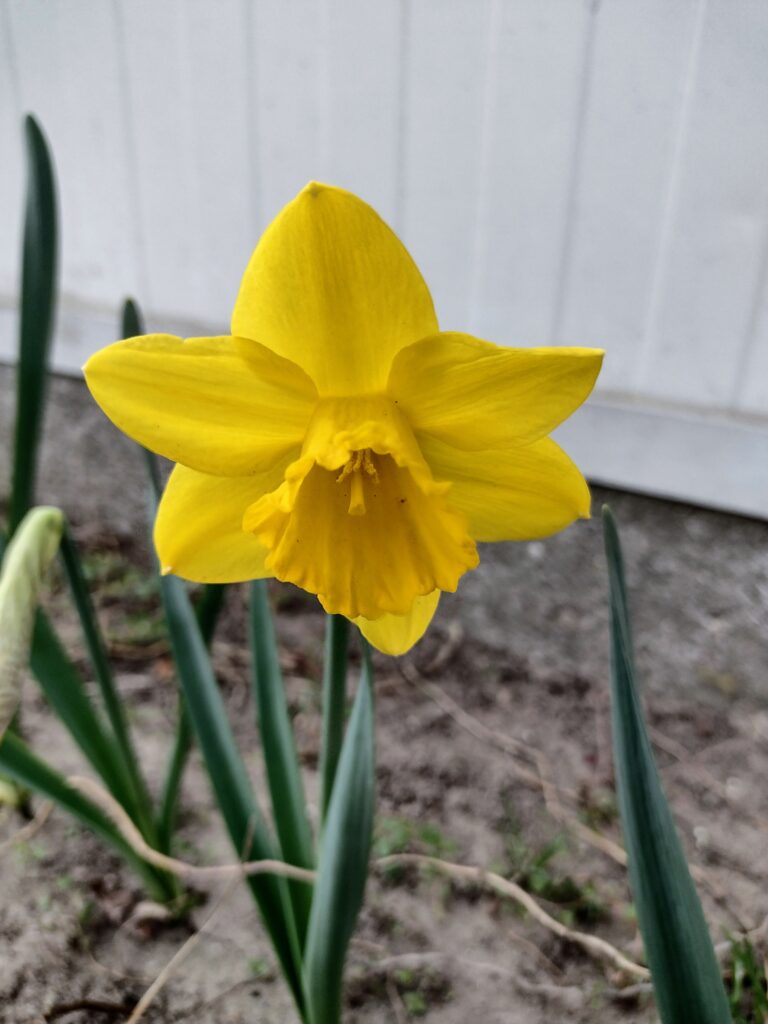 Zbliżenie na pojedynczego żonkila ukazuje go jako piękny symbol nadziei, który w ramach akcji „Pola nadziei” przypomina o potrzebie niesienia pomocy i solidarności z osobami cierpiącymi.