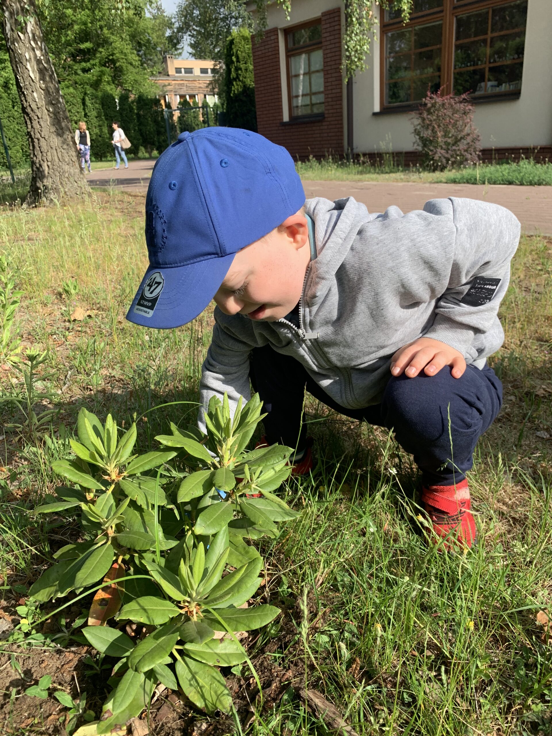 Kubuś plewi rododendron