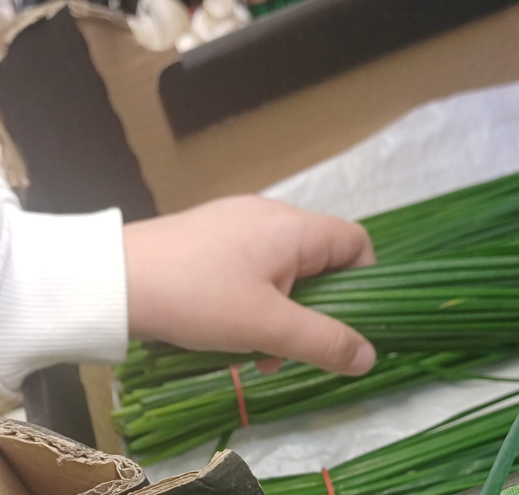 Dziecięca ręka trzyma szczypiorek.